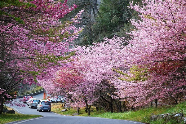 Du lịch Đài Loan tháng 3 ngắm hoa anh đào