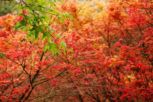Du lịch Đài Loan tháng 10 mùa lá phong đỏ