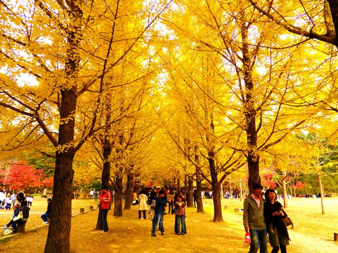 Du lịch Hàn Quốc mùa thu vàng