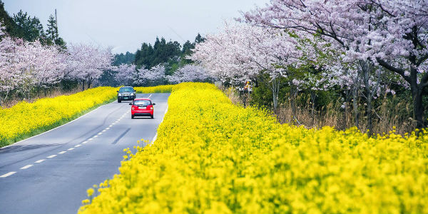 Một con đường trên đảo Jeju